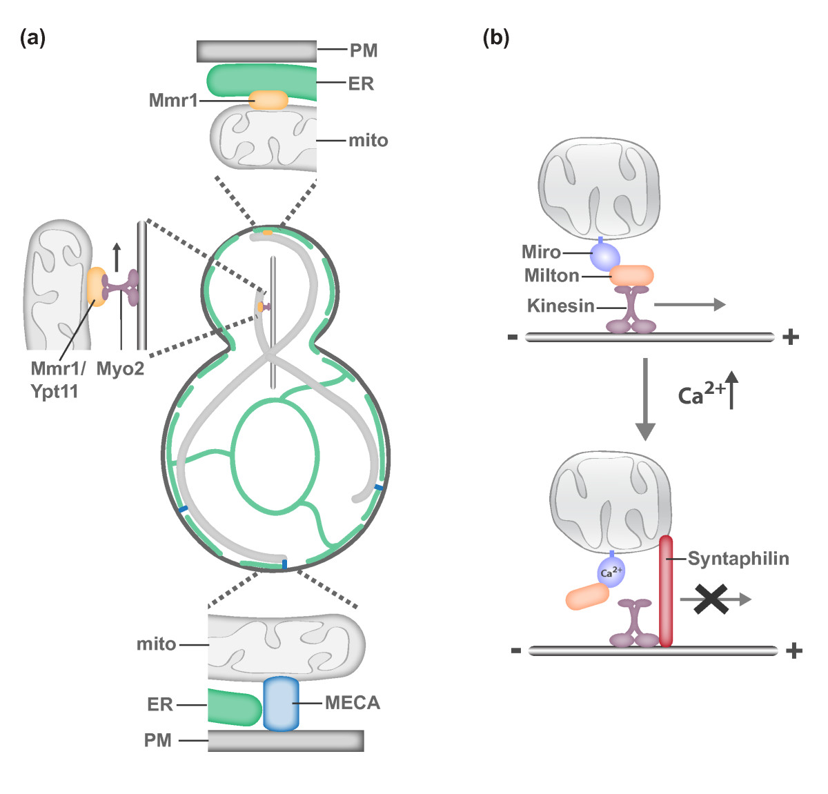 Shaping the dynamic mitochondrial network | SpringerLink