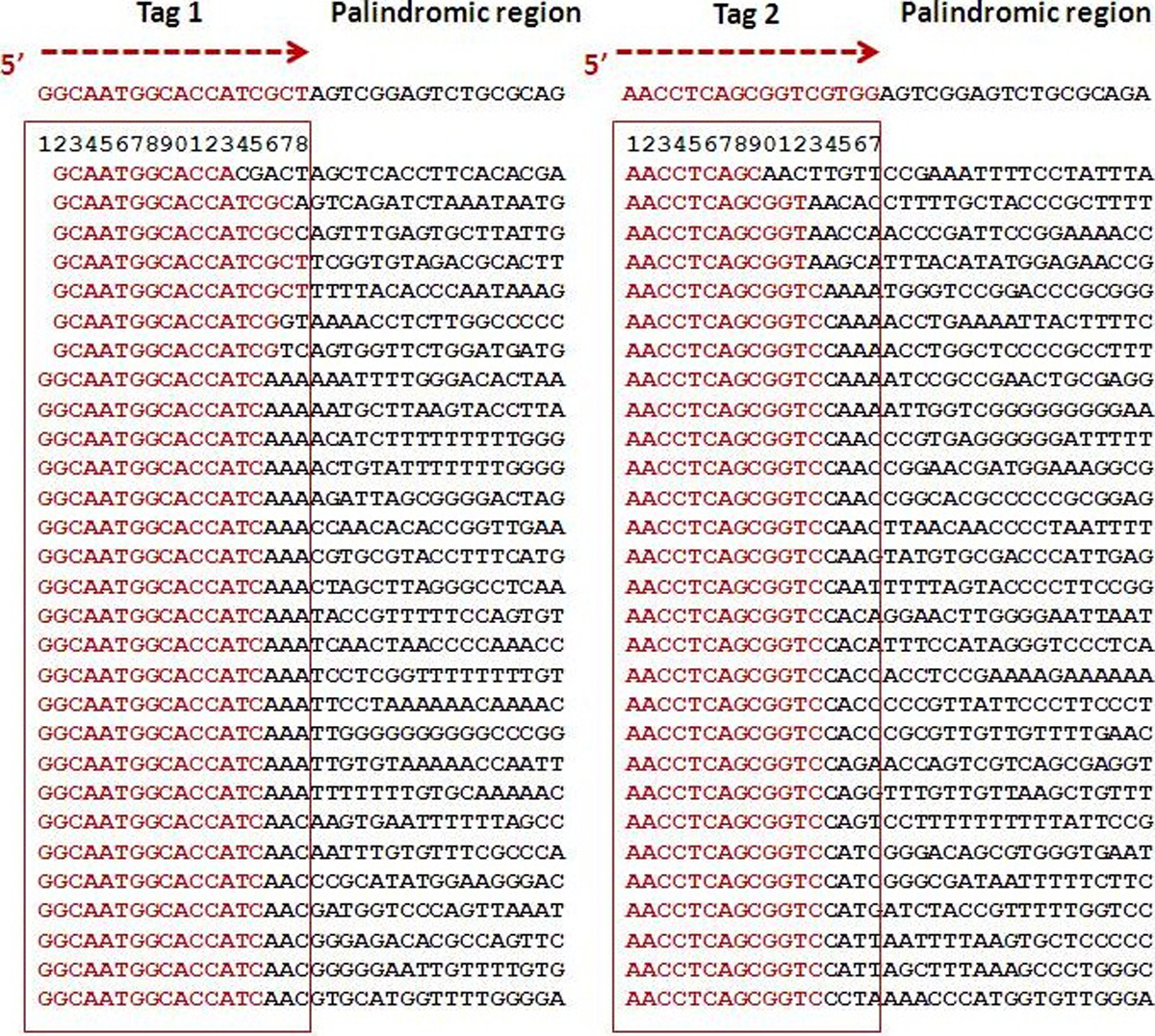 Palindromic sequence impedes sequencing-by-ligation mechanism ...
