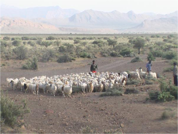 Nomadic pastoralism in southern Iran | SpringerLink