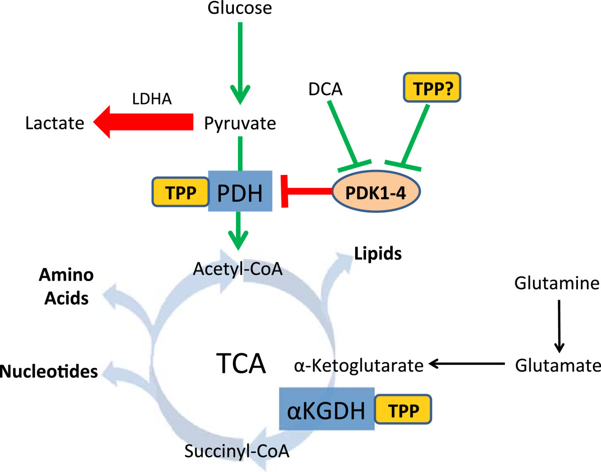 Linking vitamin B1 with cancer cell metabolism SpringerLink