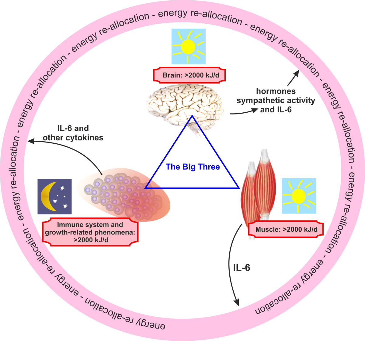 Interaction of the endocrine system with inflammation: a function of