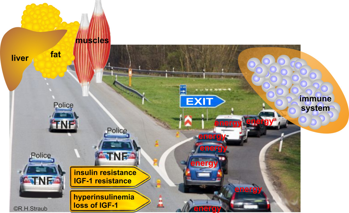 Interaction of the endocrine system with inflammation: a function of
