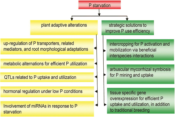 Regulation Of Phosphorus Uptake And Utilization: Transitioning From ...