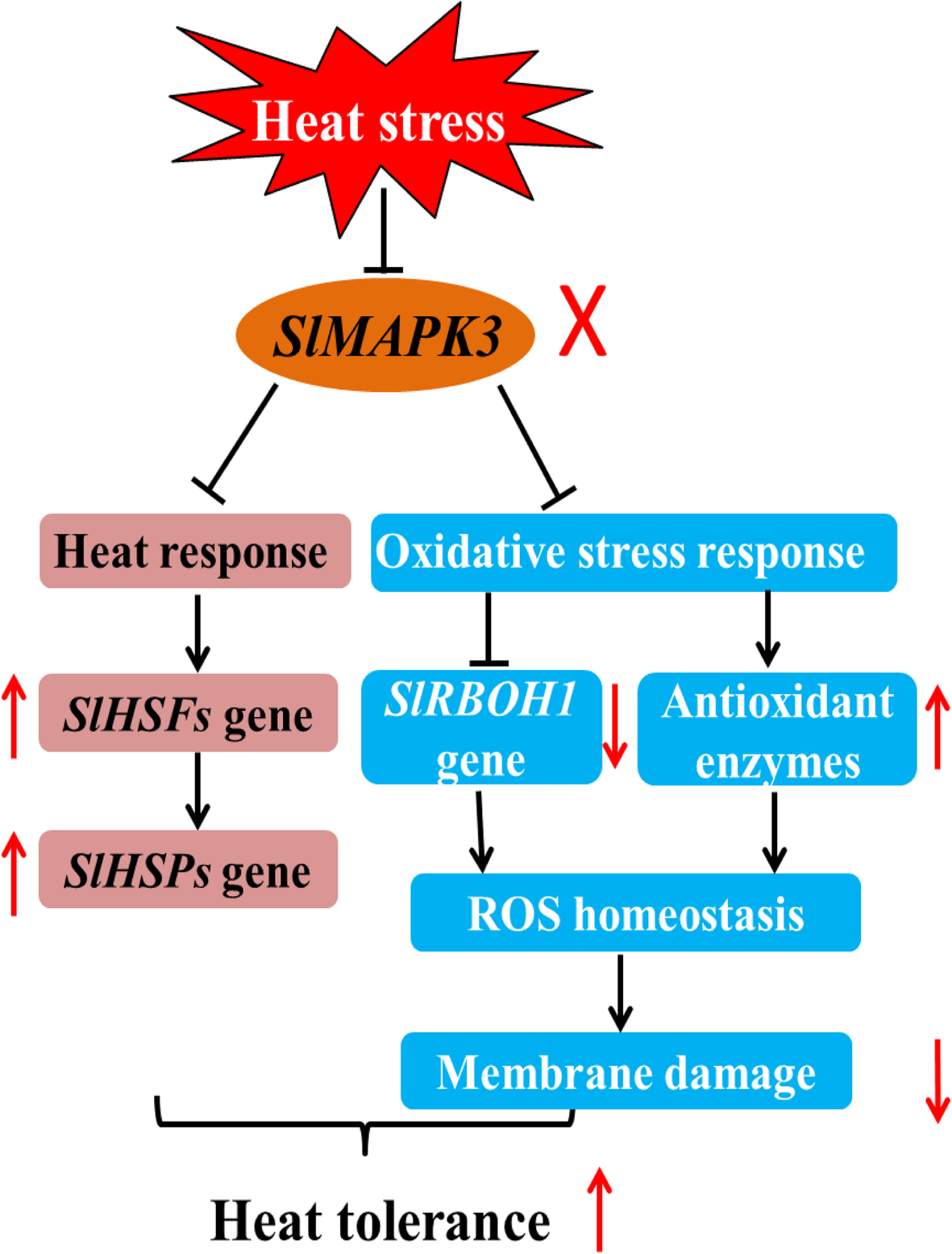 Knockout of SlMAPK3 enhances tolerance to heat stress ...