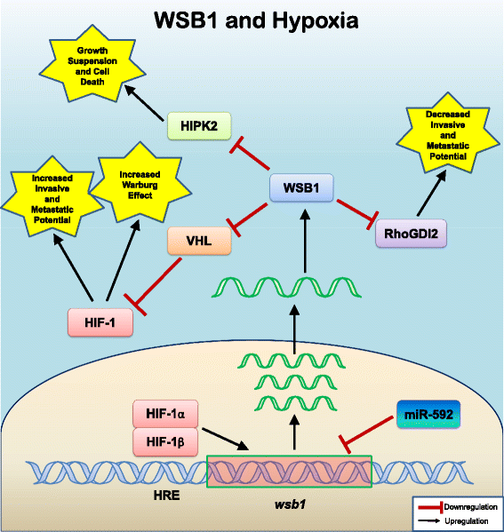 WSB1: from homeostasis to hypoxia | SpringerLink