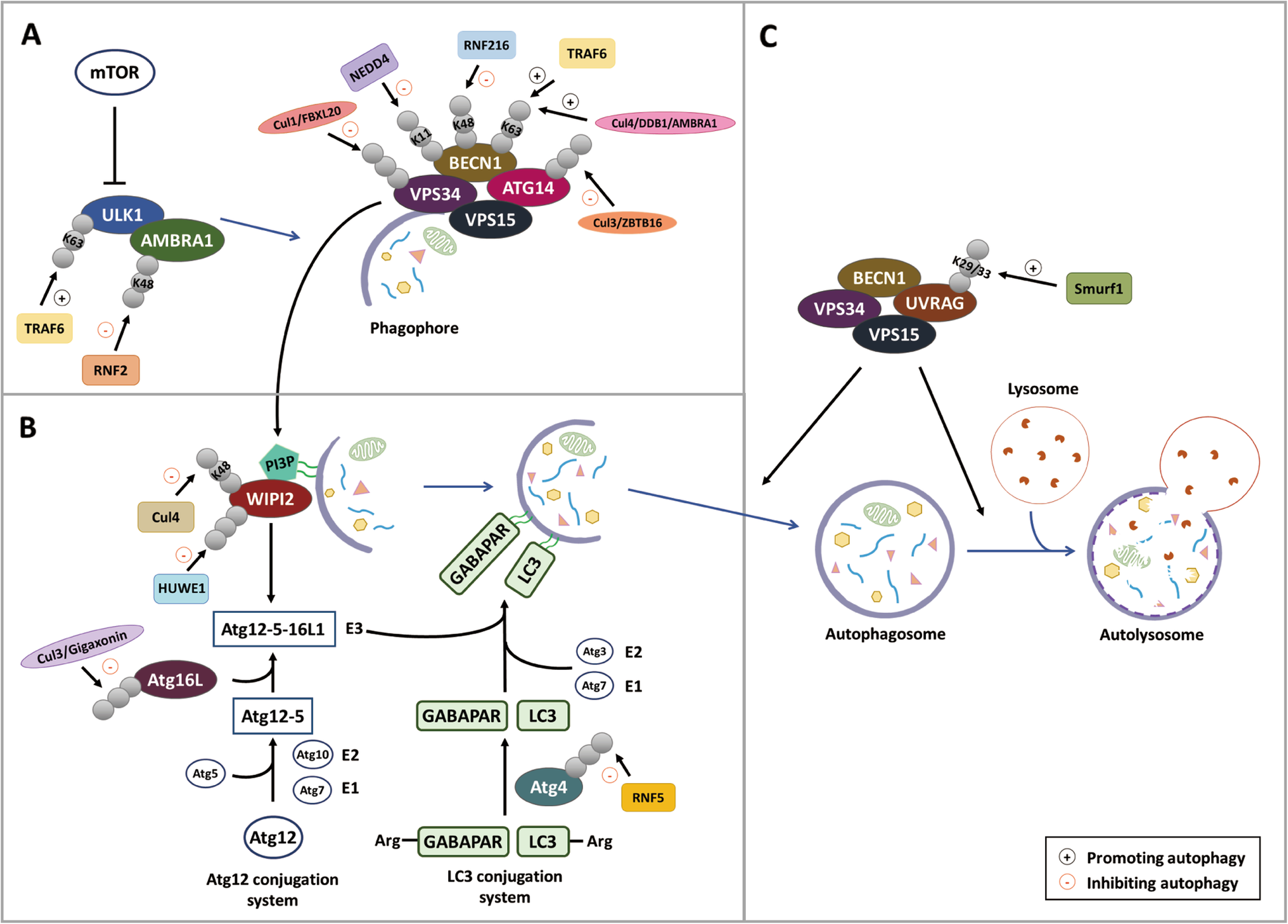 Ubiquitin-mediated regulation of autophagy | SpringerLink