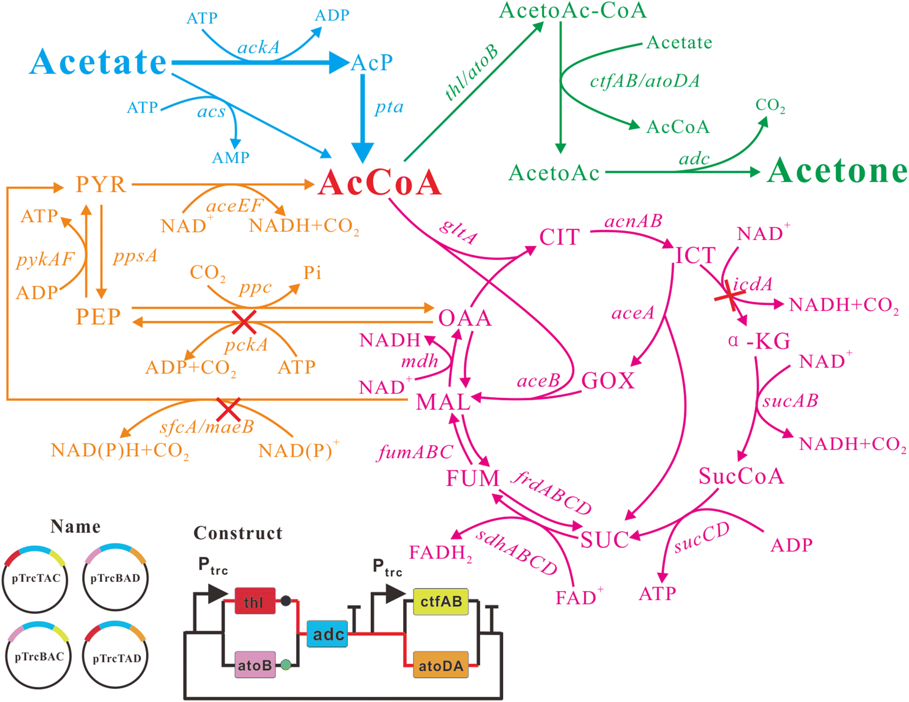 Metabolic engineering of Escherichia coli carrying the hybrid acetone