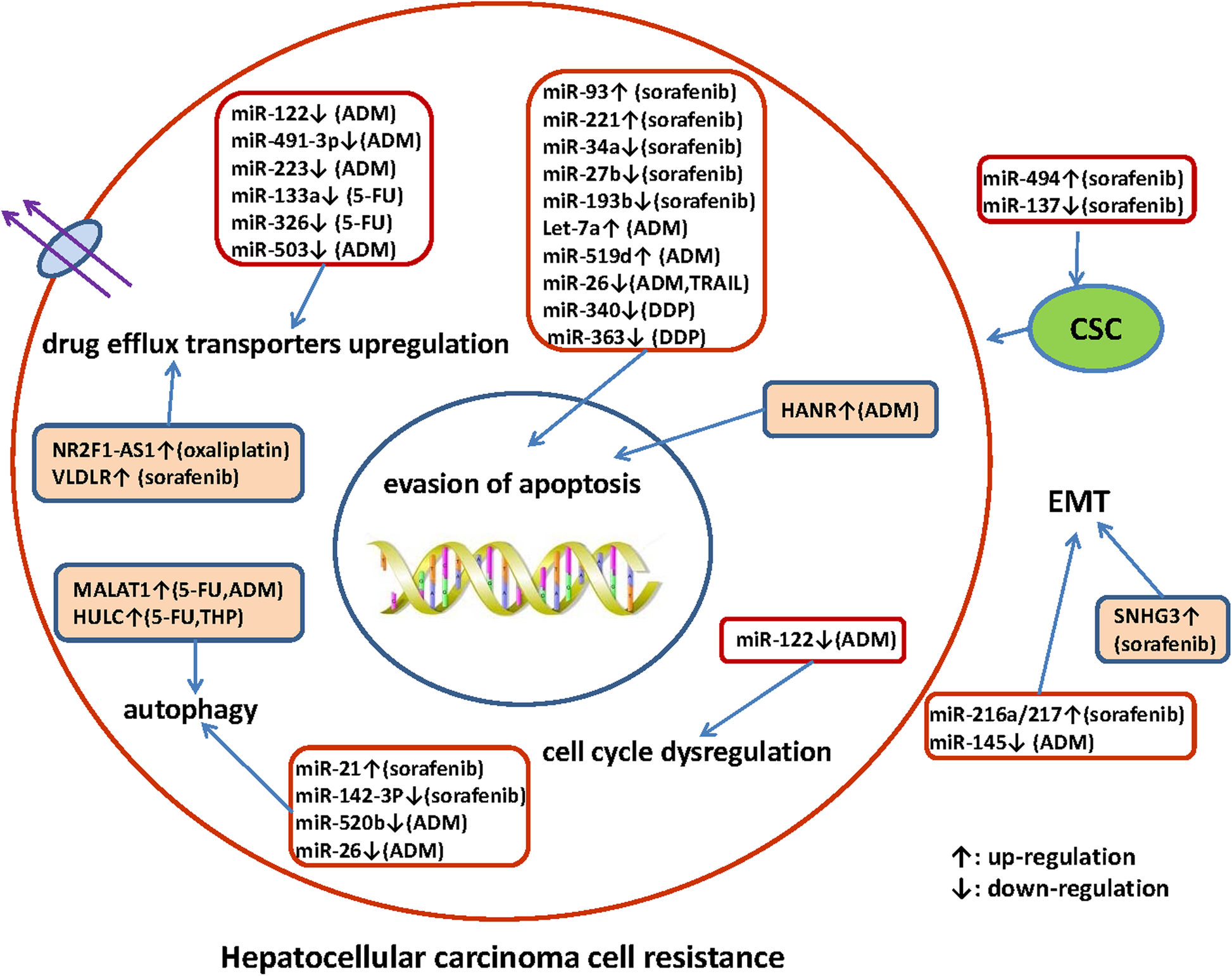 The emerging role of microRNAs and long noncoding RNAs in drug