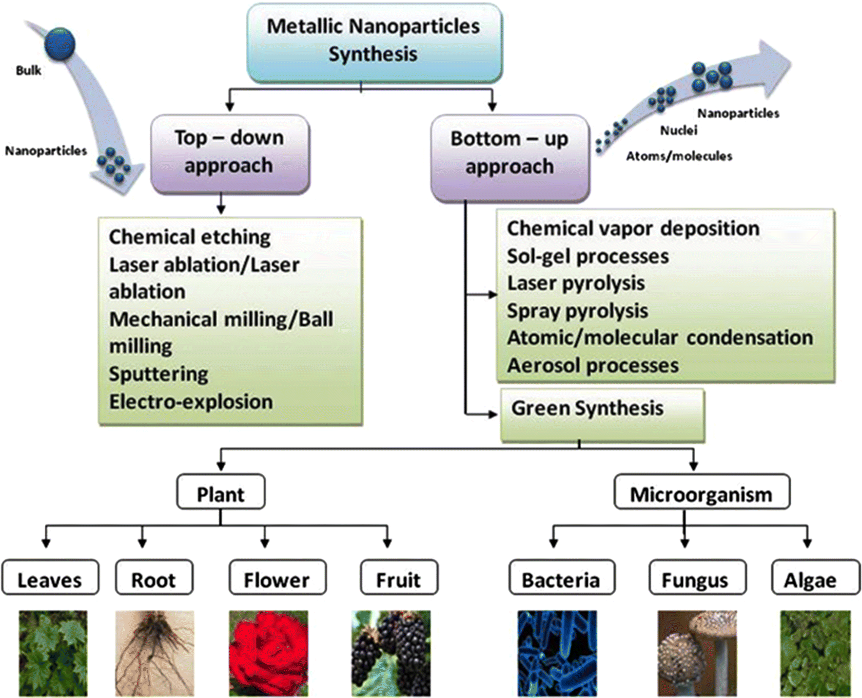 ‘Green’ synthesis of metals and their oxide nanoparticles