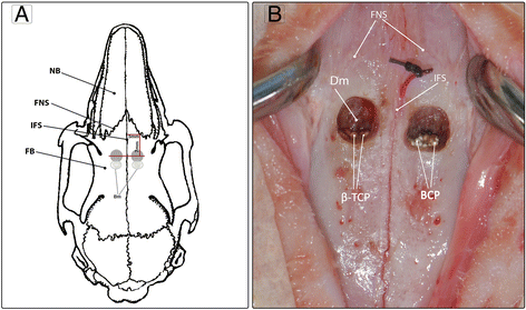 Novel use of cranial epidural space in rabbits as an animal model to