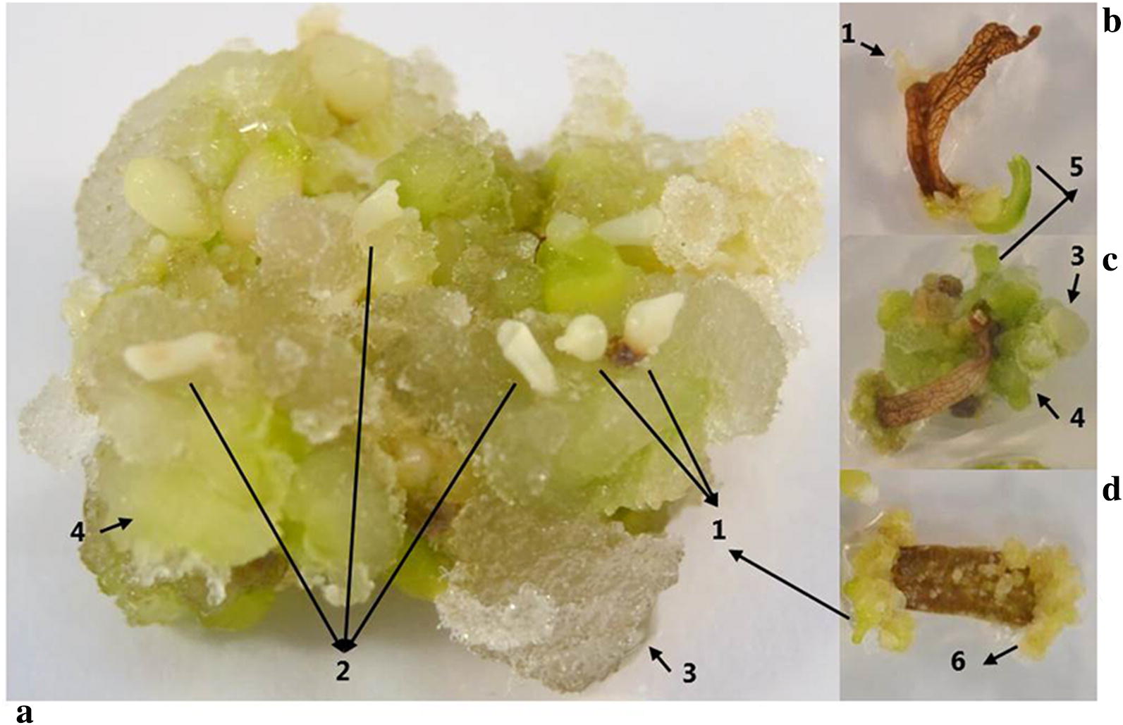 Use of a temporary immersion bioreactor system for the
