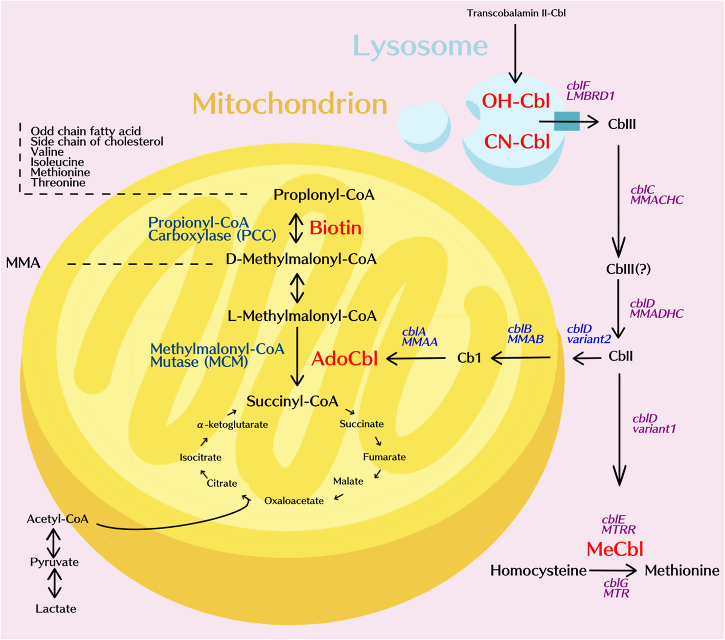 Methylmalonic acidemia/propionic acidemia the biochemical