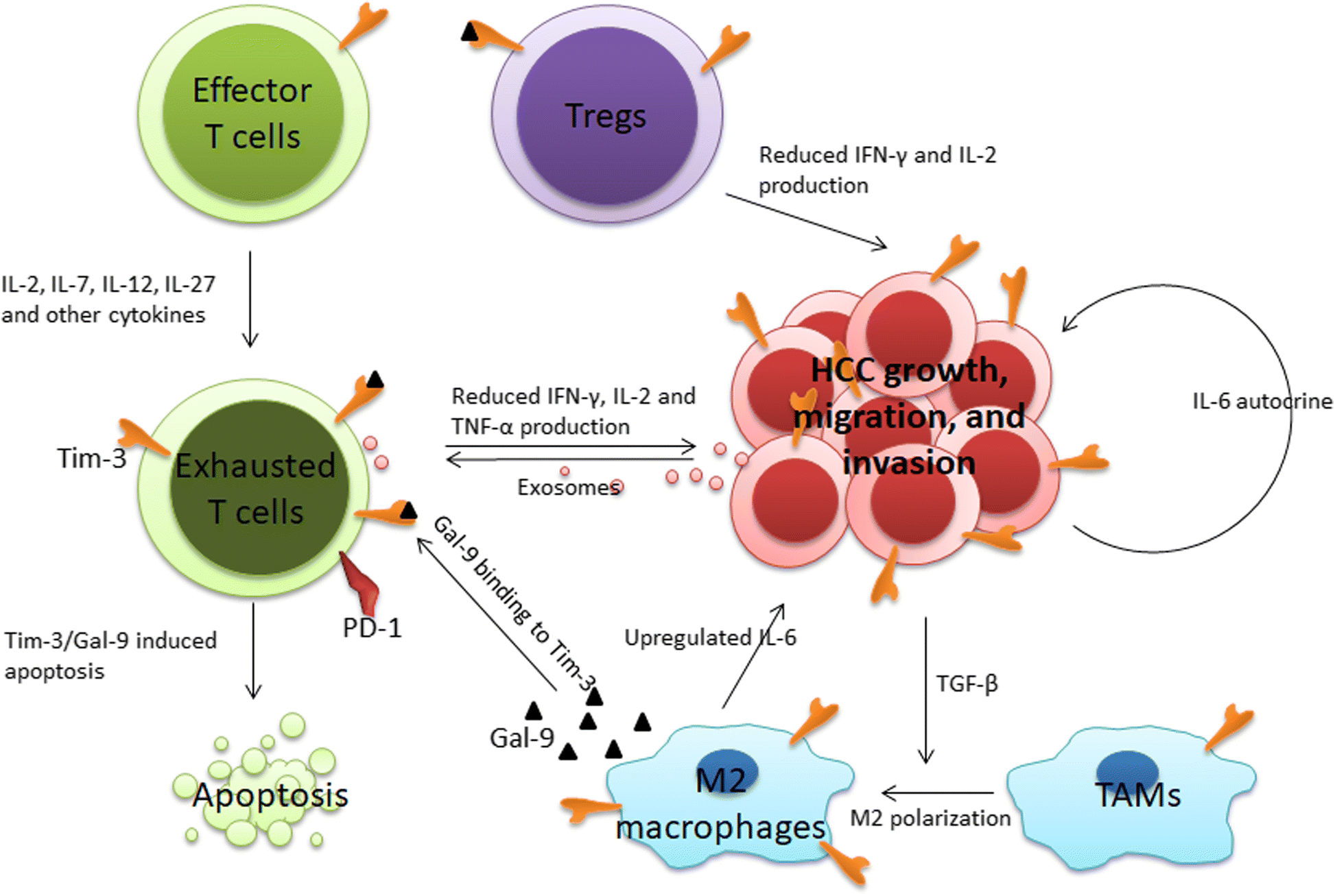 Tim-3 expression and its role in hepatocellular carcinoma | SpringerLink