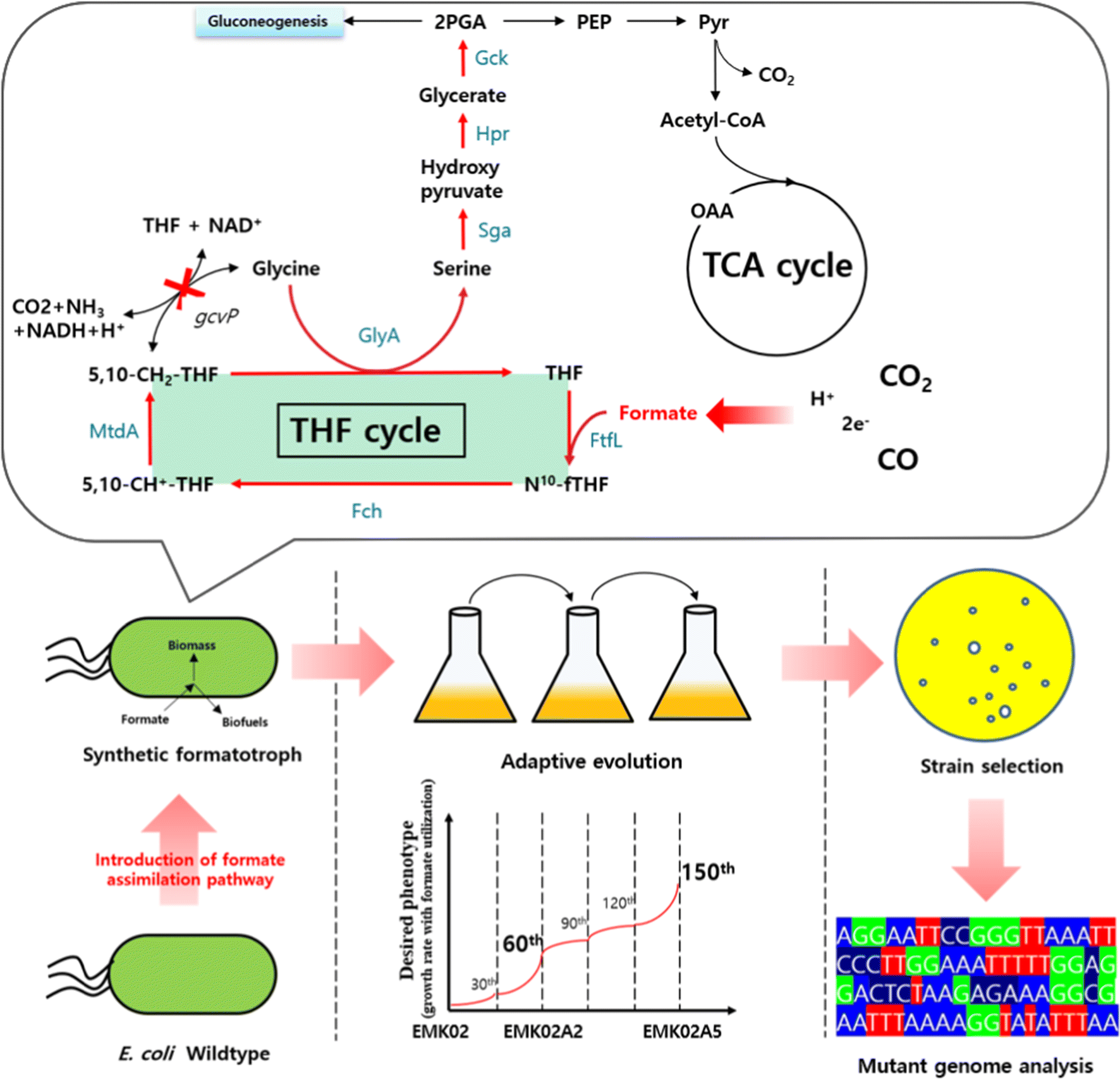 Adaptively evolved Escherichia coli for improved ability of formate