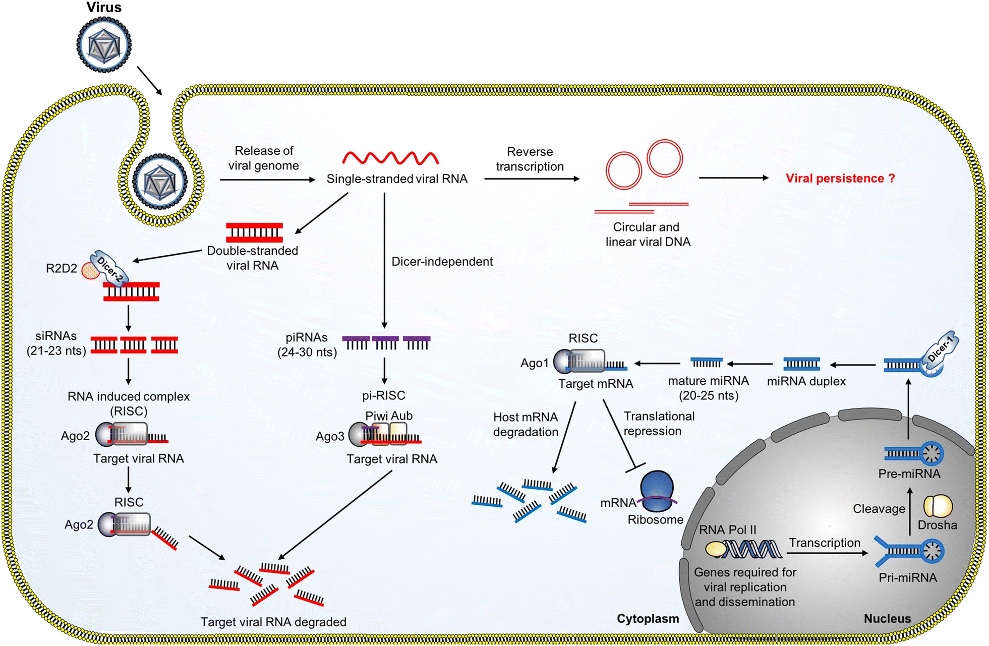 Mosquito antiviral defense mechanisms: a delicate balance between