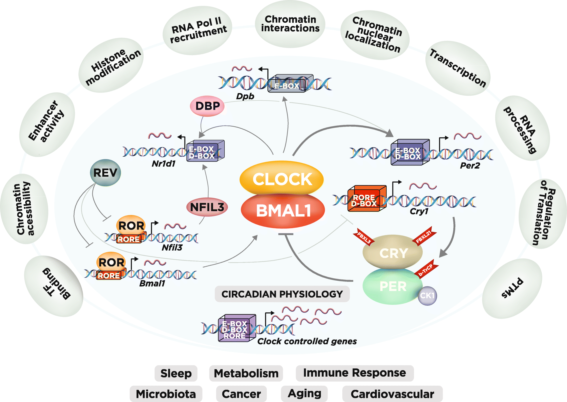 Genomics of circadian rhythms in health and disease SpringerLink