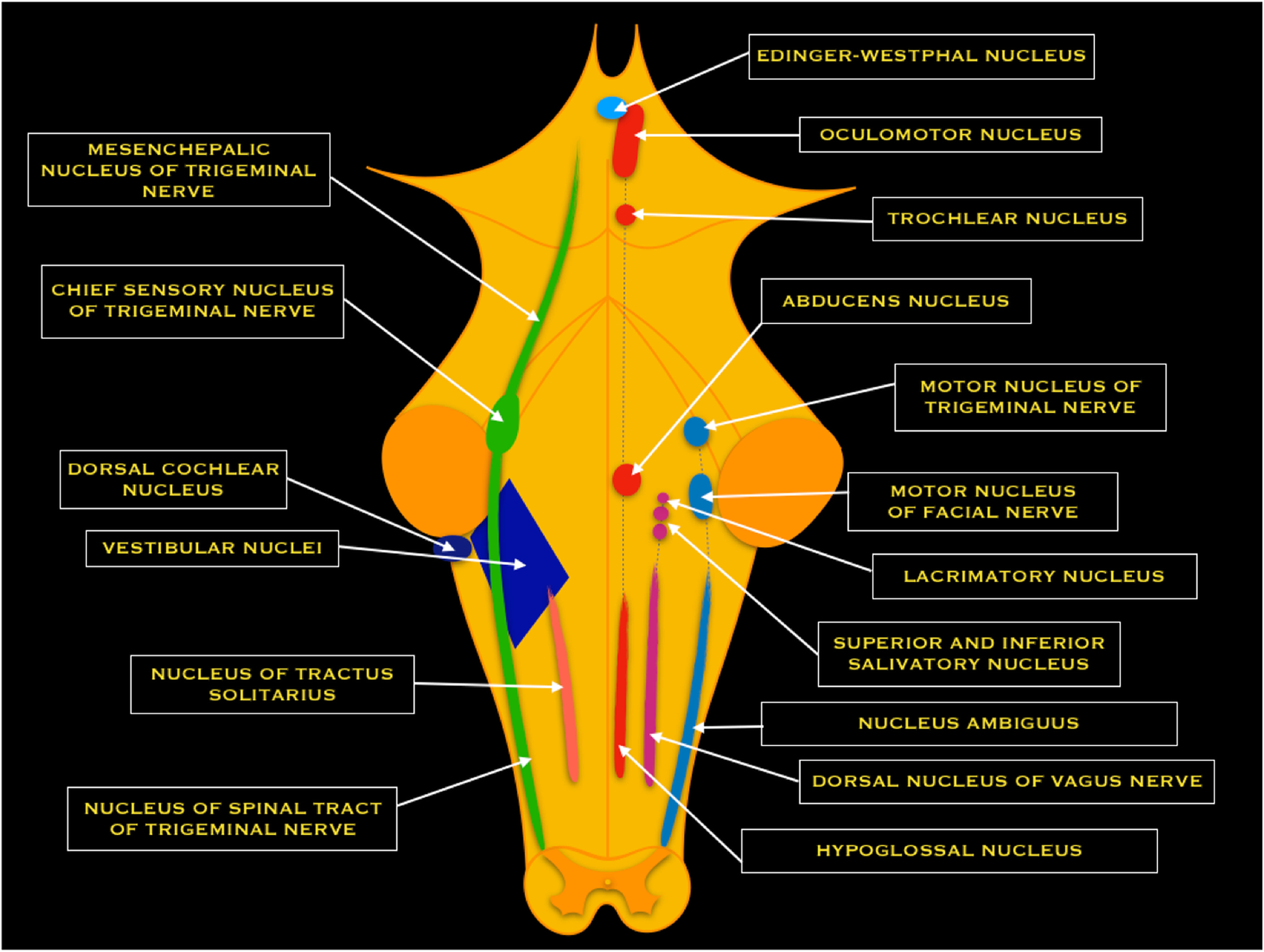 imaging of cranial nerves a pictorial overview springerlink cranial nerve nuclei