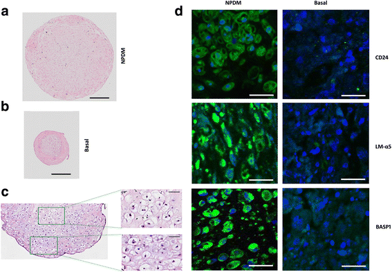индуцированные клетки. стволовые клетки под микроскопом. индуцированные клетки. индуцированные клетки. индуцированная плюрипотентная стволовая клетка.