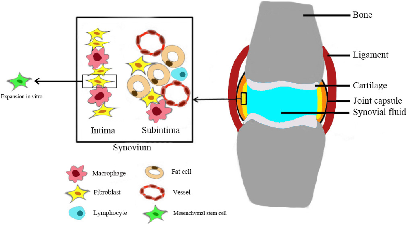Nomenclature clarification synovial fibroblasts and synovial