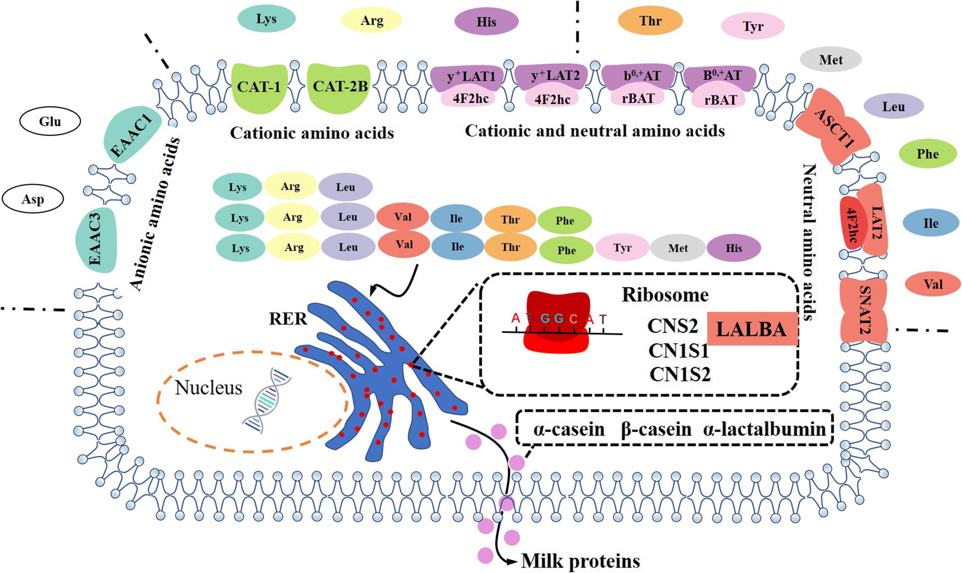 Recent progress of porcine milk components and mammary gland function