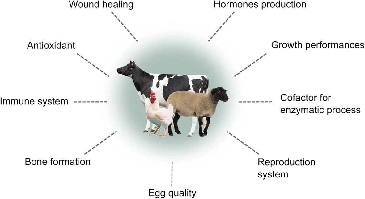 Microbial synthesis of zinc oxide nanoparticles and their potential