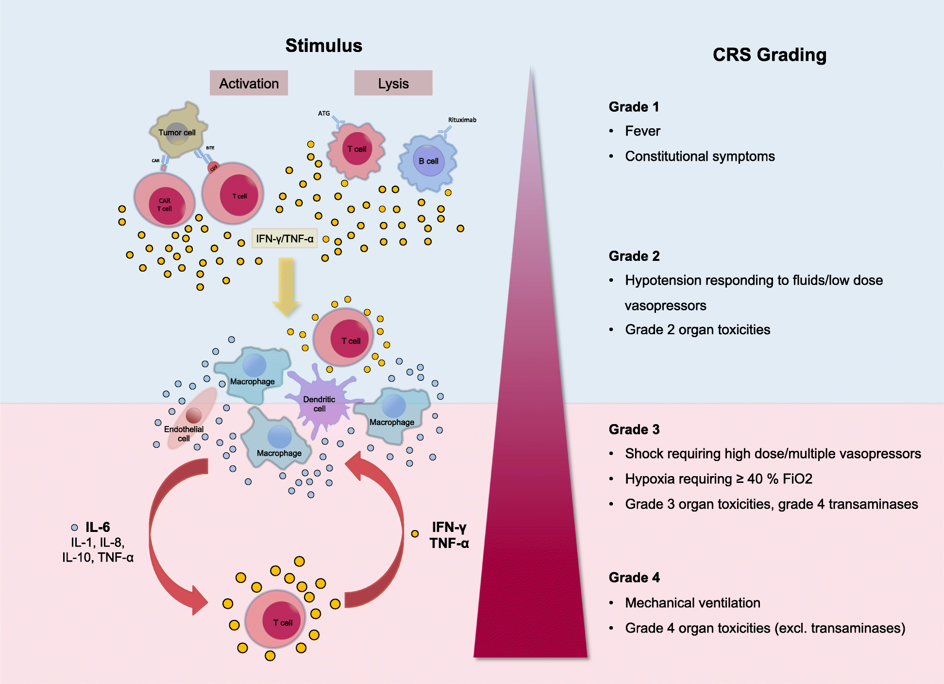 Cytokine Release Syndrome Springerlink