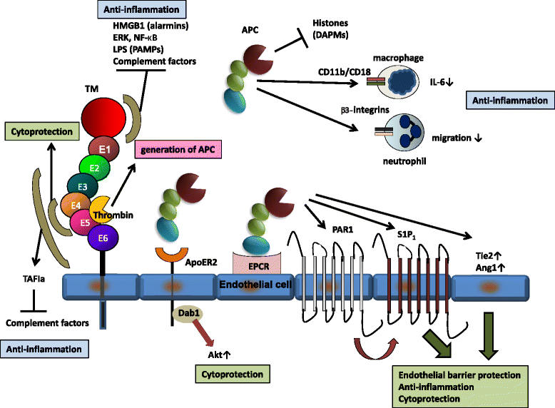 Thrombomodulin/activated protein C system in septic disseminated