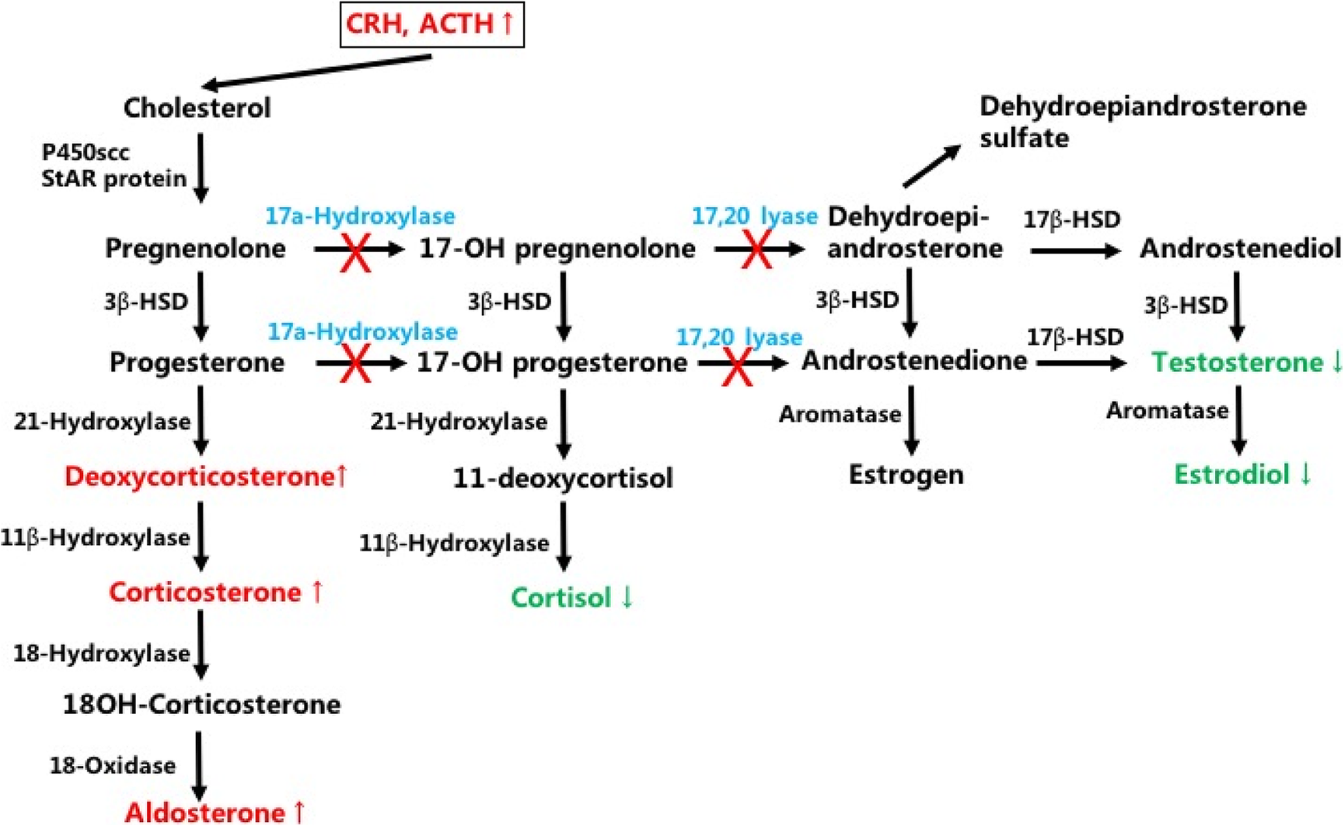 Стероидогенез схема с ферментами