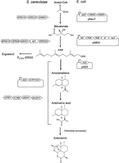 Isoprenoid S Biofuels And Chemicals Artemisinin Farnesene Open Image In New Window