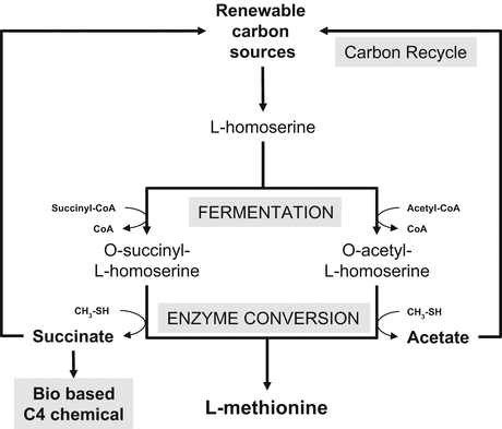 L Methionine Production Springerlink