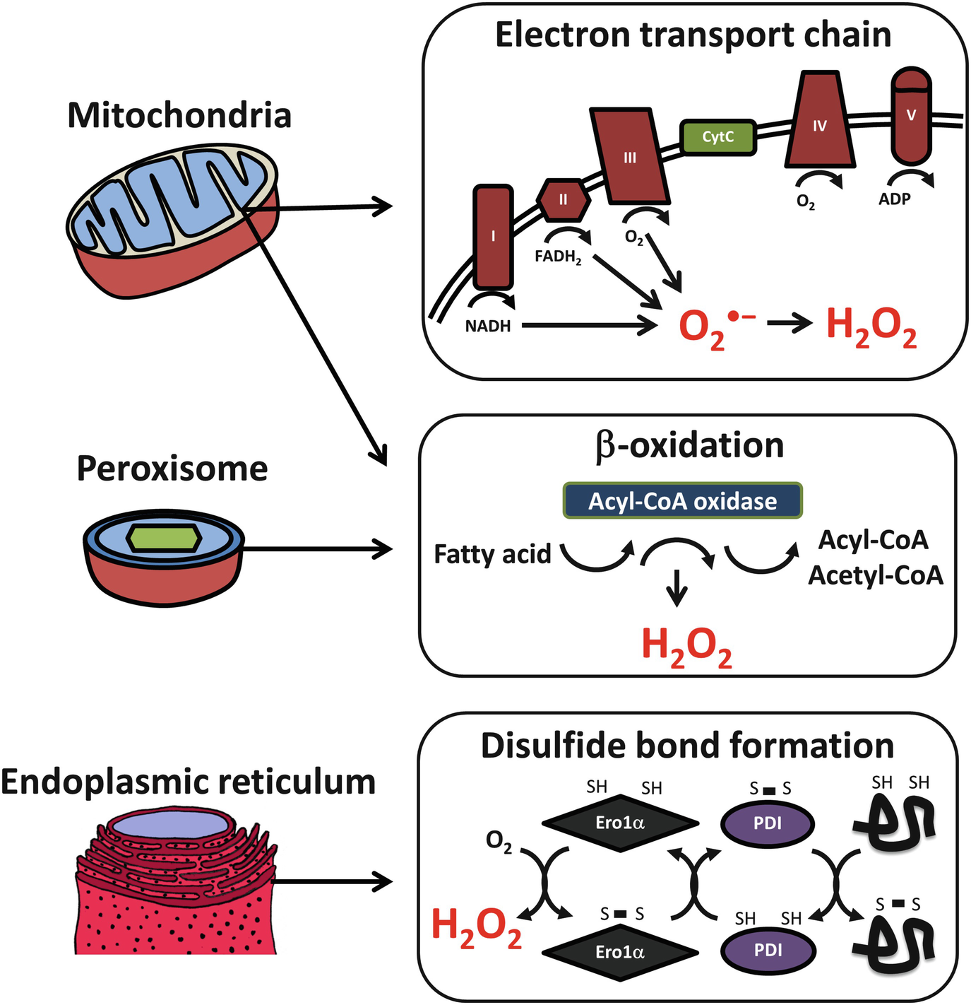 Targeting Oxidative Stress for the Treatment of Liver Fibrosis