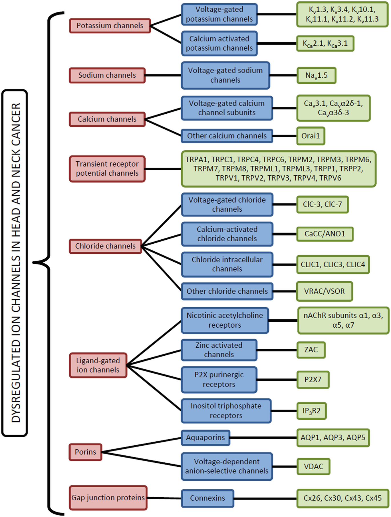 Ion Channel Dysregulation In Head And Neck Cancers Perspectives For Clinical Application Springerlink