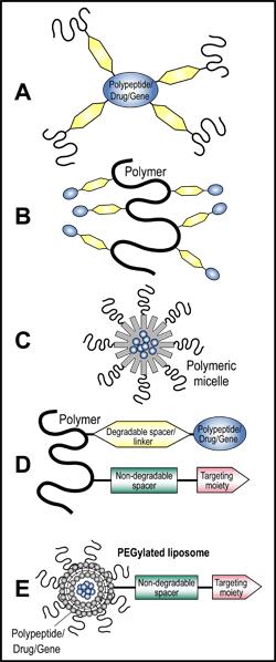 brain function and responsiveness in disorders