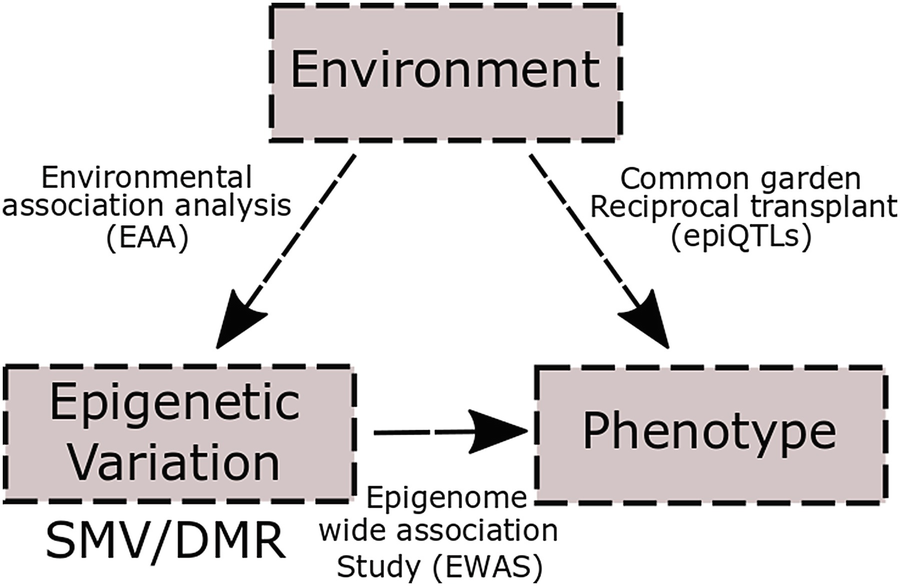 Population Epigenomics Advancing Understanding Of Phenotypic