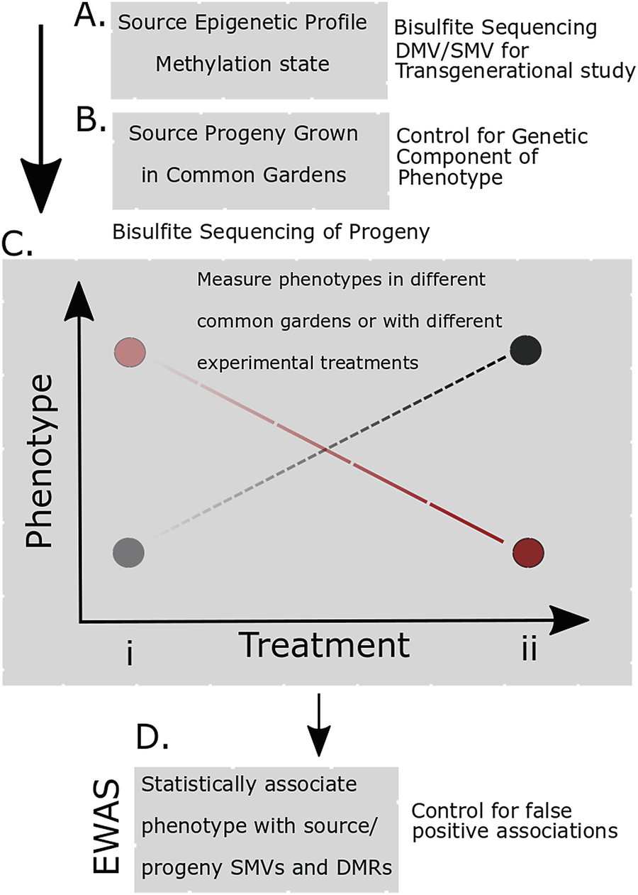 Population Epigenomics Advancing Understanding Of Phenotypic