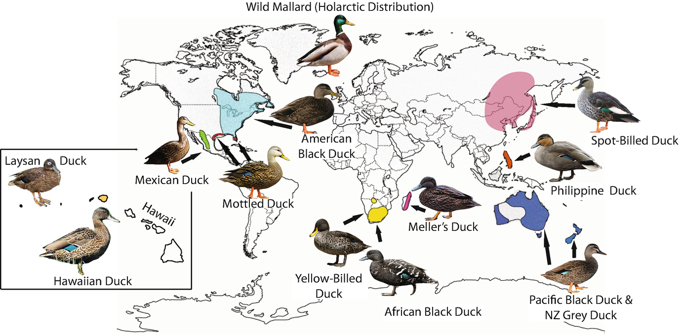 Population Genomics Provides Key Insights Into Admixture Speciation And Evolution Of Closely Related Ducks Of The Mallard Complex Springerlink