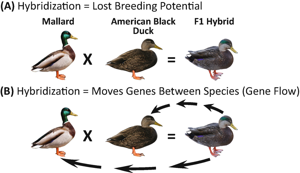 Population Genomics Provides Key Insights Into Admixture Speciation And Evolution Of Closely Related Ducks Of The Mallard Complex Springerlink