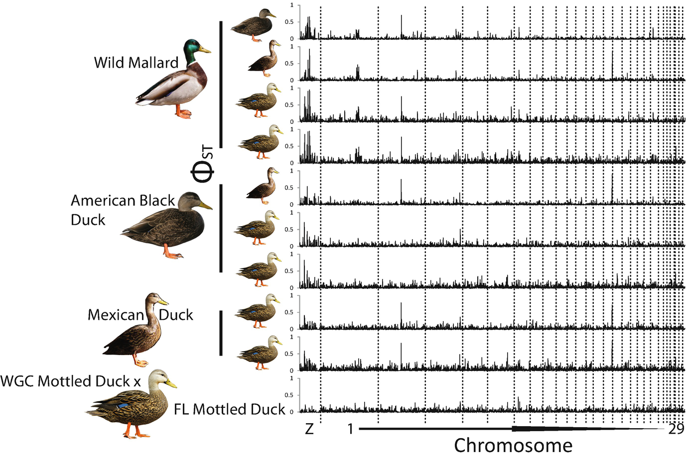Population Genomics Provides Key Insights Into Admixture Speciation And Evolution Of Closely Related Ducks Of The Mallard Complex Springerlink