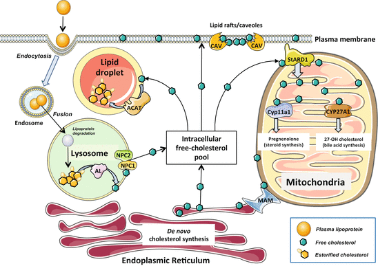 Mitochondrial Cholesterol And The Paradox In Cell Death | Springerlink Mitochondrial Cholesterol And The Paradox In Cell Death | Springerlink
