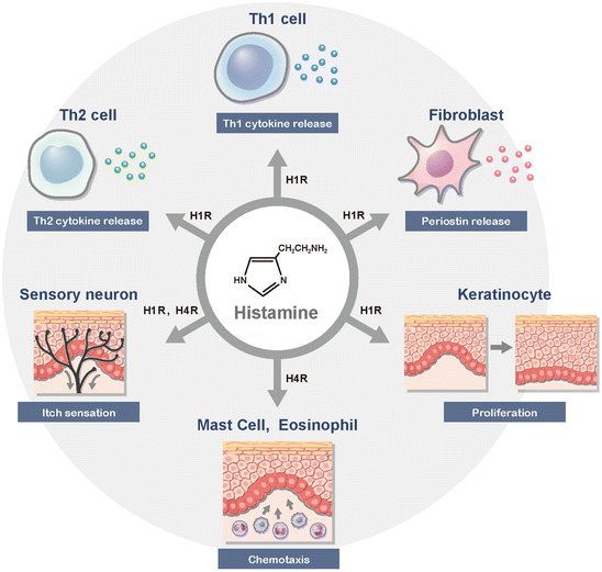 Histamine and Histamine Receptors in Allergic Dermatitis SpringerLink