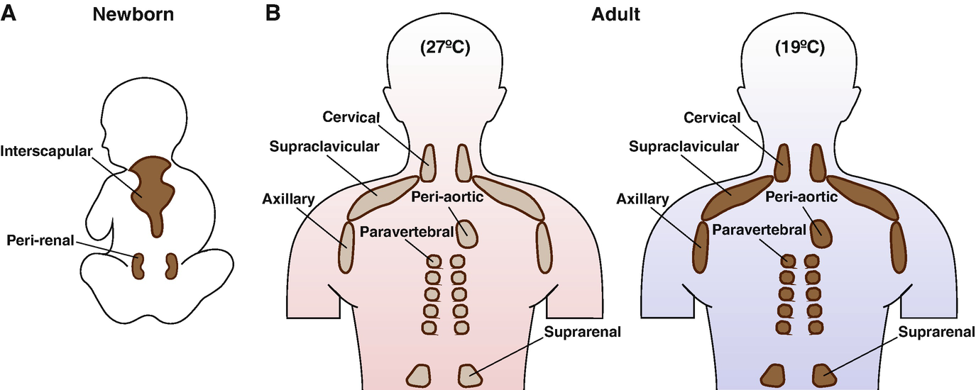 Brown Adipose Tissue Development and Metabolism