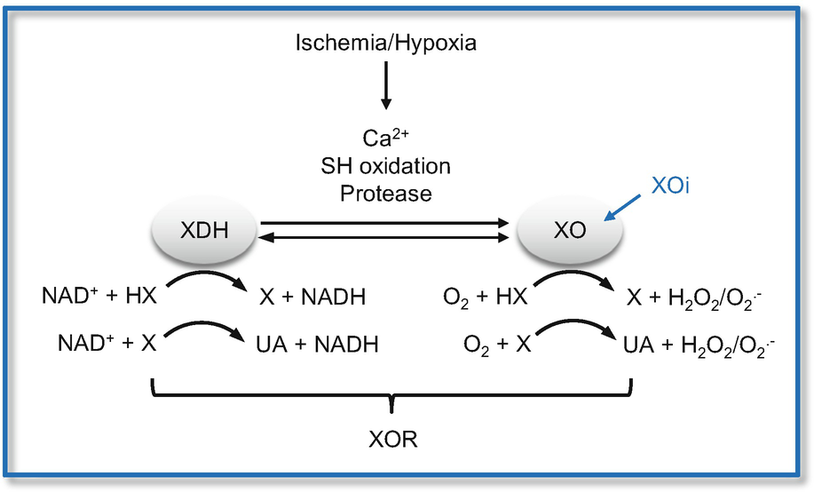 Xanthine Oxidoreductase Inhibitors Springerlink