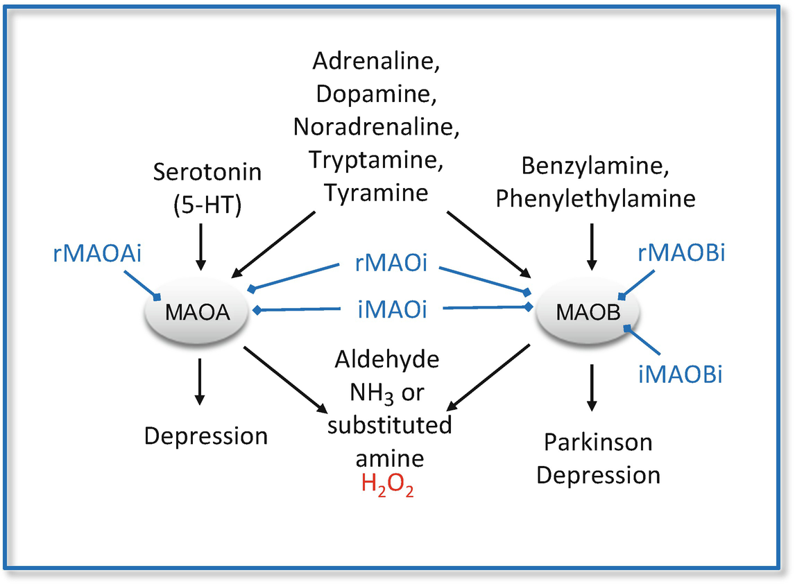 Monoamine Oxidase Inhibitors From Classic To New Clinical Approaches Springerlink Monoamine Oxidase Inhibitors From Classic To New Clinical Approaches Springerlink