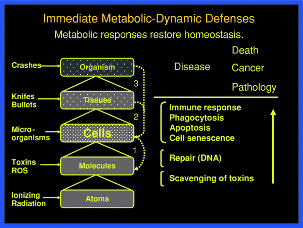 Hormesis By Low Dose Radiation Effects Low Dose Cancer Risk - 
