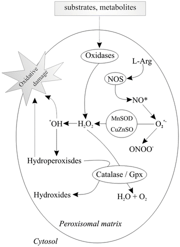 Biochemistry of Oxidative Stress | SpringerLink