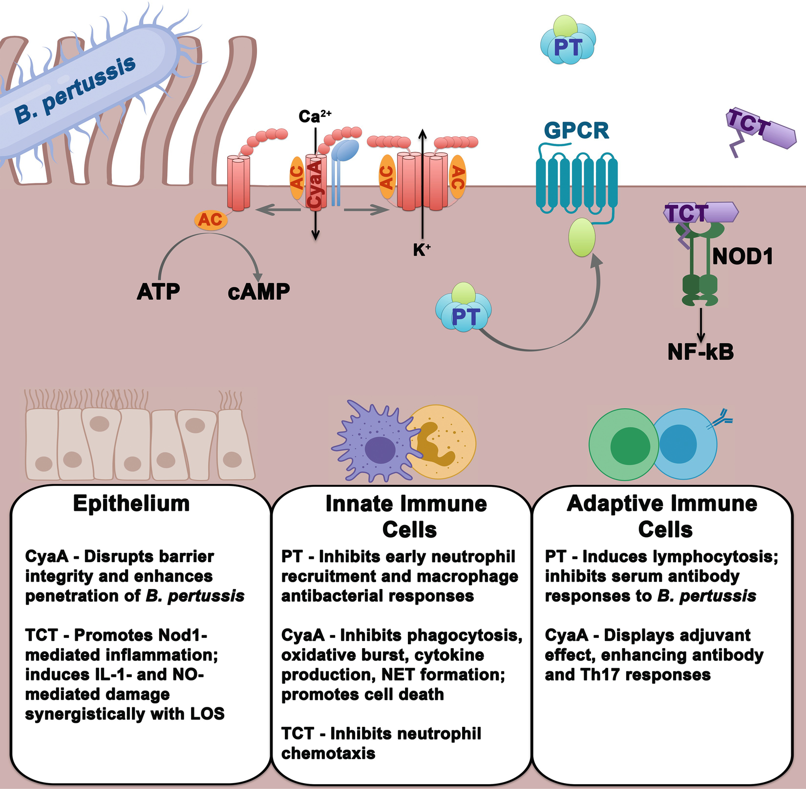 Role Of Major Toxin Virulence Factors In Pertussis Infection And Disease Pathogenesis Springerlink