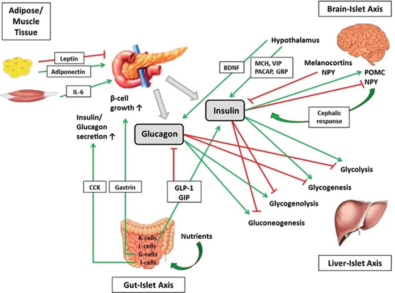 Головной мозг печень кровь. Инсулин и глюкагон. Инсулин и глюкагон функции. Гликоген и глюкагон. Инсулин и глюкагон схема.