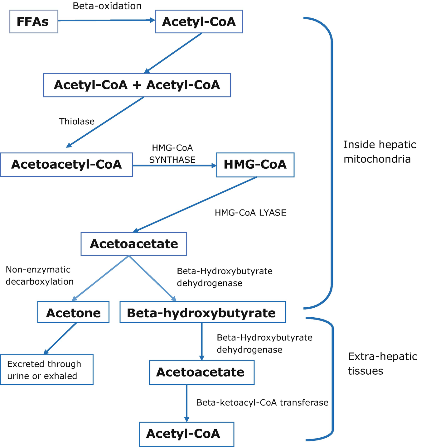 diabetic ketoacidosis bmj best practice