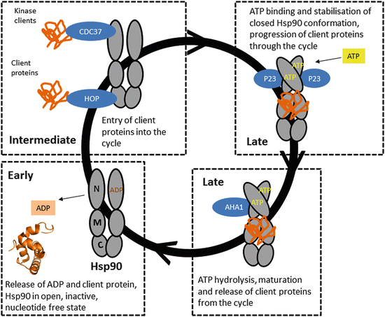 hsp90 a molecular chaperone hsp90 a molecular chaperone