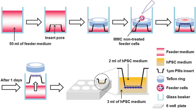 Porous Membrane Culture Method For Expansion Of Human Pluripotent